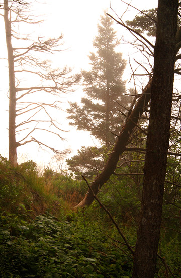 Foggy Pine