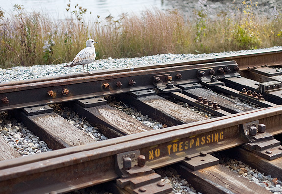 Gull on Rail