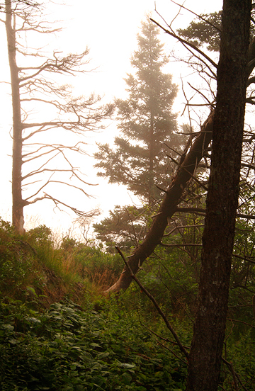 Maine Foggy Pine
