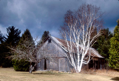 Adirondack-Barn-with-Birch